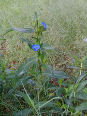 Commelina tuberosa