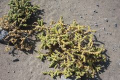 Cistanthe salsoloides