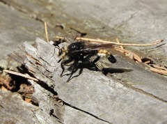 Laphria gibbosa