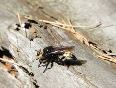 Laphria gibbosa