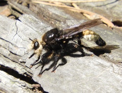 Laphria gibbosa