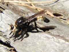 Laphria gibbosa