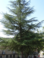 Cedrus deodara