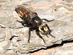 Laphria gibbosa