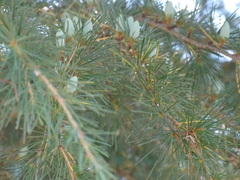Cedrus deodara
