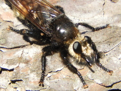 Laphria gibbosa