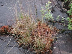 Agrostis mertensii