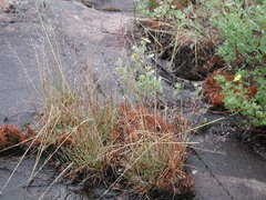 Agrostis mertensii
