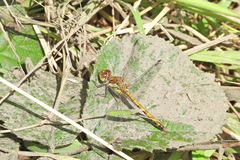 Sympetrum sanguineum