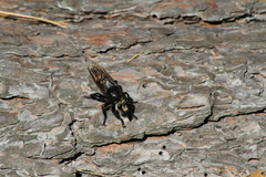 Laphria gibbosa