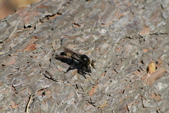 Laphria gibbosa