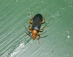 Neopyrochroa flabellata