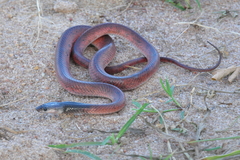 Pseudoboa nigra