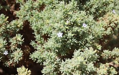 Nolana ramosissima