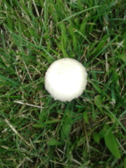 Fungi