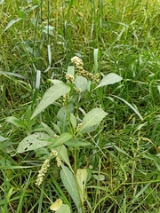 Persicaria tomentosa