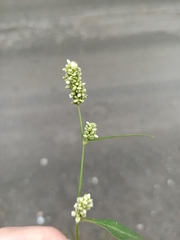 Persicaria tomentosa