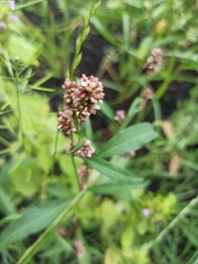 Persicaria tomentosa