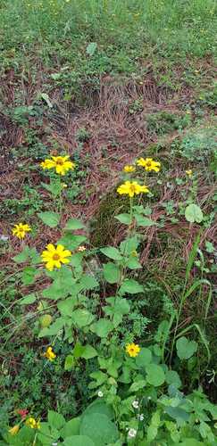 Image of Heliopsis buphthalmoides by (c) Eugenio Padilla, some rights reserved (CC BY-SA)