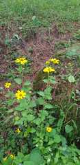 Heliopsis buphthalmoides