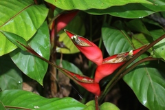Heliconia stricta