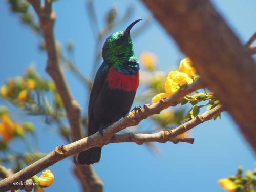 iNaturalist image
