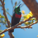 Shelley's Sunbird (Hofmann's) - Photo (c) Nik Borrow, some rights reserved (CC BY-NC), uploaded by Nik Borrow