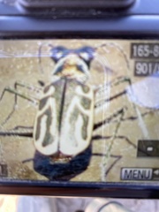 Eunota gabbii
