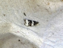 Olethreutes glaciana