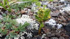 Botrychium lanceolatum