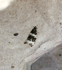 Olethreutes glaciana