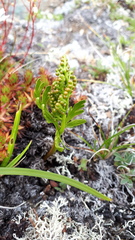 Botrychium lanceolatum