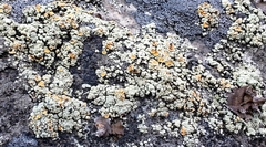 Rhizoplaca subdiscrepans