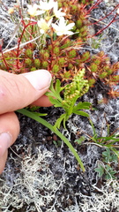 Botrychium lanceolatum