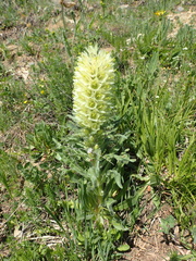 Campanula thyrsoides