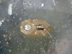 Lekanesphaera rugicauda