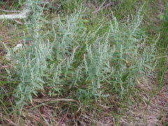 Chenopodium pratericola