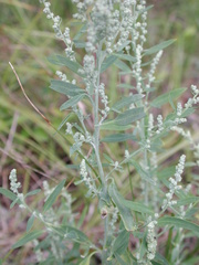 Chenopodium pratericola