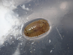 Lekanesphaera rugicauda