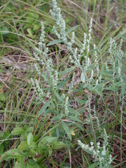 Chenopodium pratericola