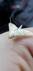 Epipagis fenestralis