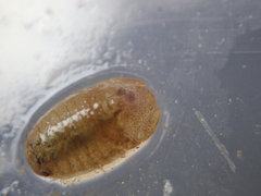 Lekanesphaera rugicauda