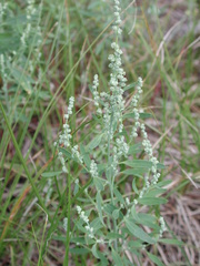 Chenopodium pratericola