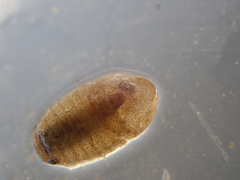 Lekanesphaera rugicauda