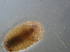 Lekanesphaera rugicauda