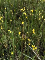 Utricularia cornuta