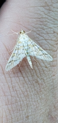 Epipagis fenestralis
