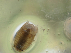 Lekanesphaera rugicauda