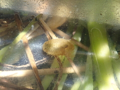 Lekanesphaera rugicauda