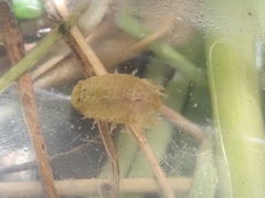 Lekanesphaera rugicauda